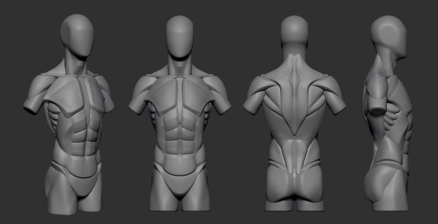 Sculpting the Planes of the Torso