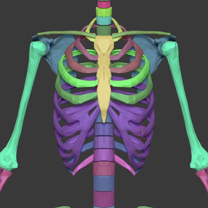 Anatomical Proportions and Landmarks of the Human Body