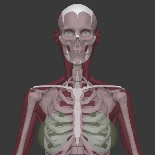 Anatomical Proportions and Landmarks of the Human Body