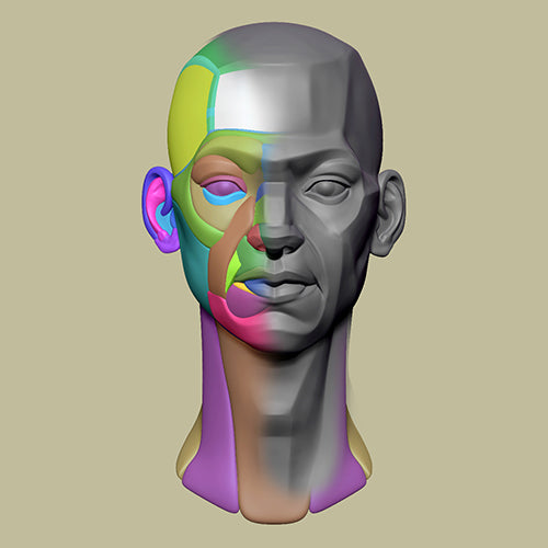 How to Sculpt the Head: Anatomy and Structure