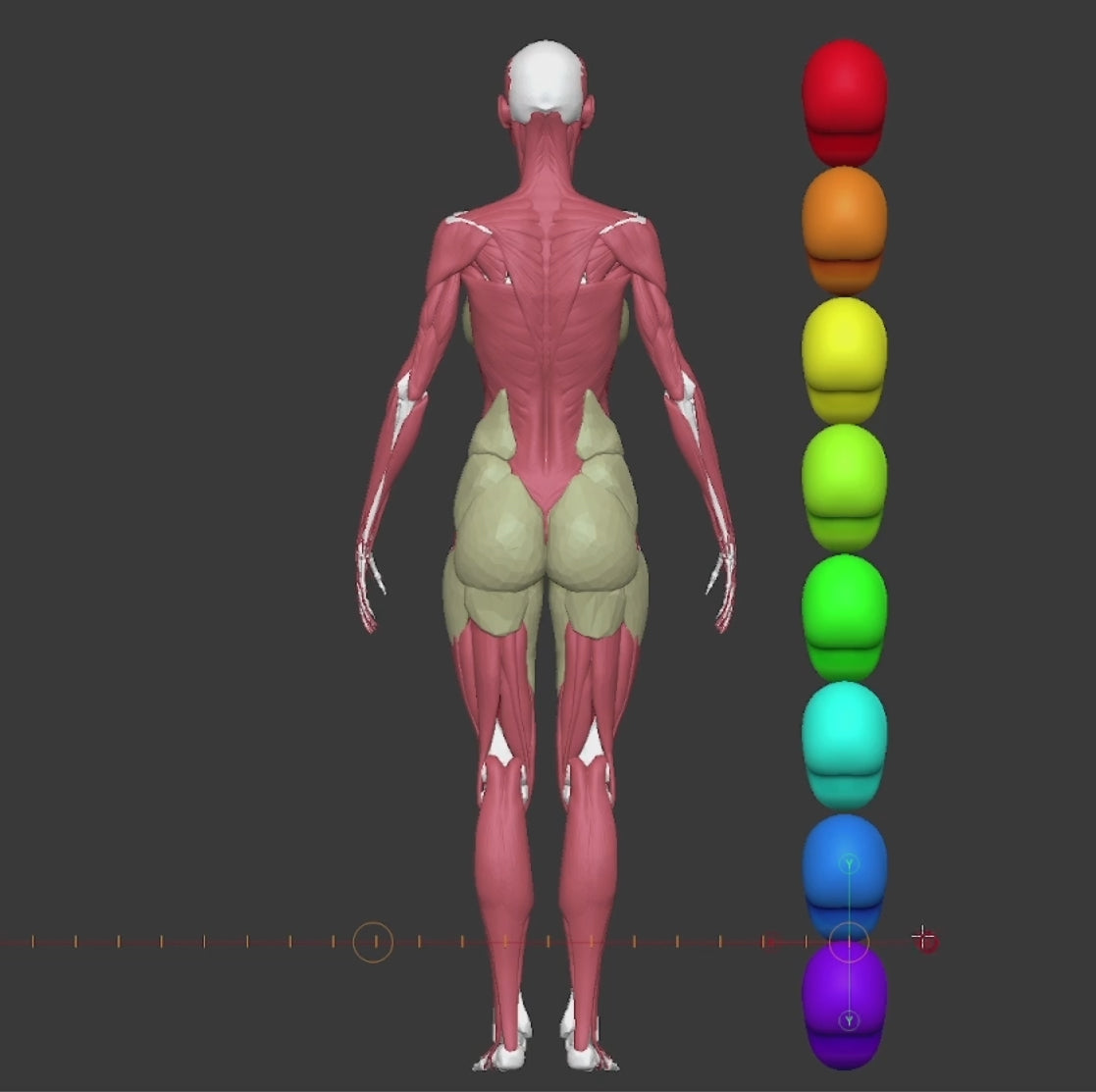 Anatomical Proportions and Landmarks of the Human Body