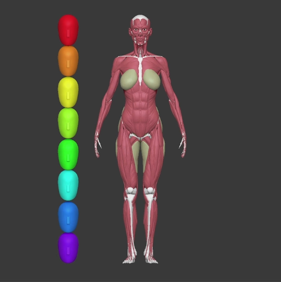 Anatomical Proportions and Landmarks of the Human Body