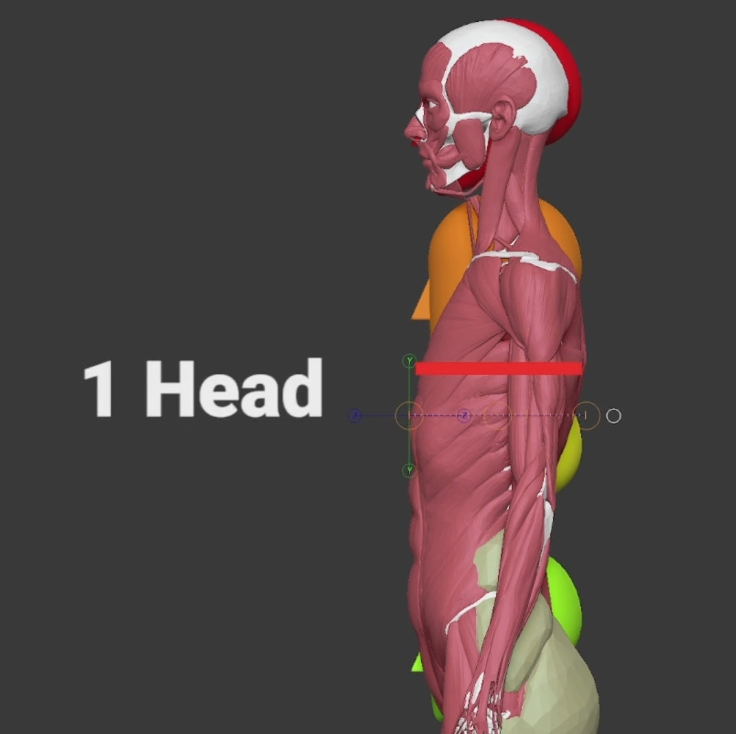 Anatomical Proportions and Landmarks of the Human Body