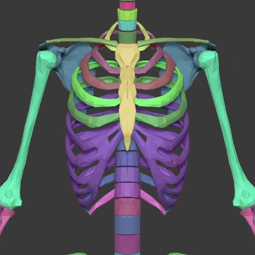 Anatomical Proportions and Landmarks of the Human Body