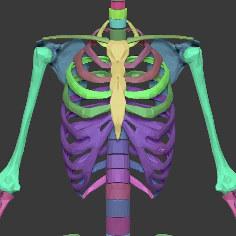 Anatomical Proportions and Landmarks of the Human Body – Follygon