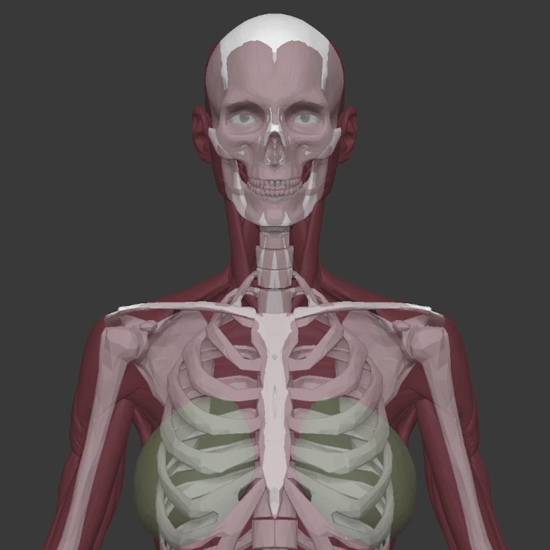 Anatomical Proportions and Landmarks of the Human Body